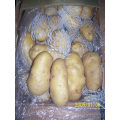 Shandong New Crop batata fresca de alta qualidade (200G E UP)